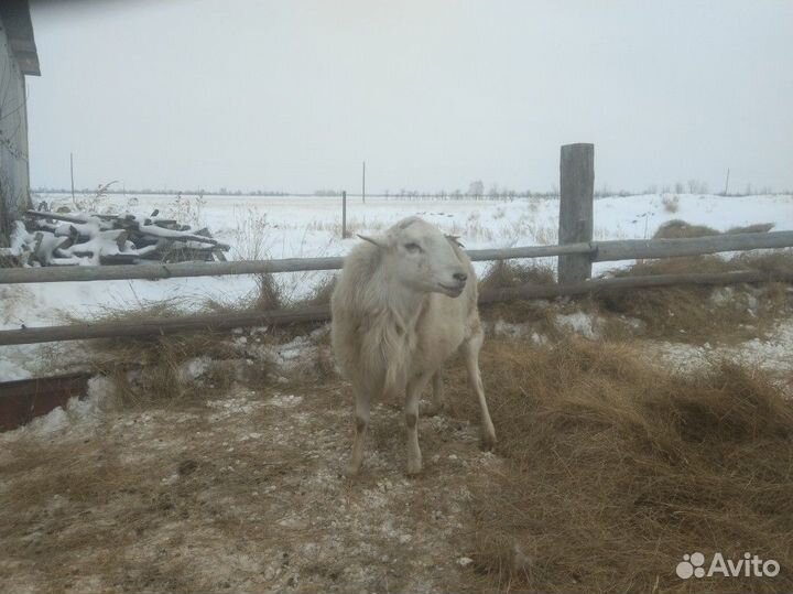 Катумский баран на племя