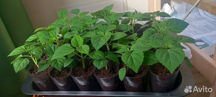 Сальвия Комета