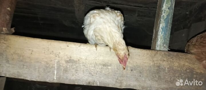 Куры несушки