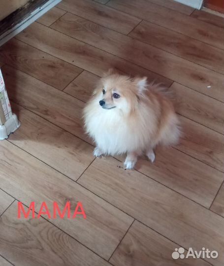 Щенки немецкого шпица