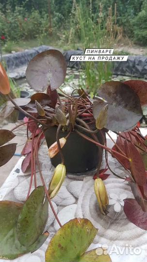 Цветущие нимфеи