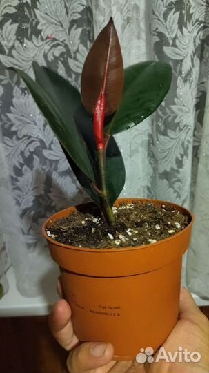 Фикус эластика Робуста