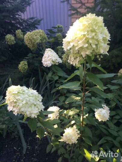 Гортензия саженцы