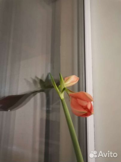 Гиппиаструм