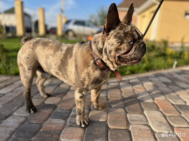 Вязка Французский Бульдог