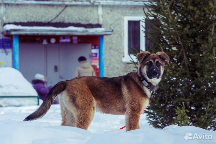 Малыш Барни в поисках дома