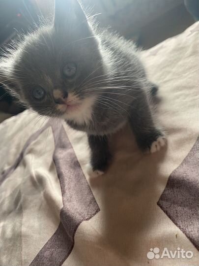 Котята в добрые руки даром