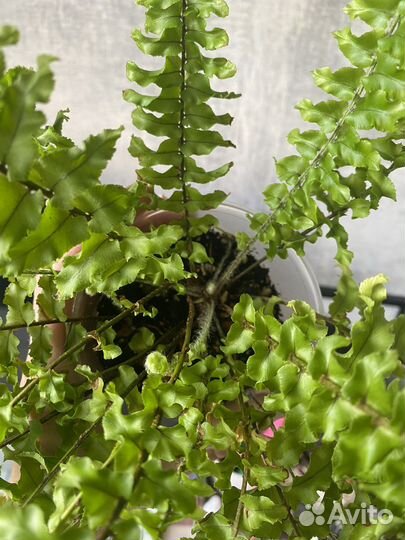 Папоротник нефролепис