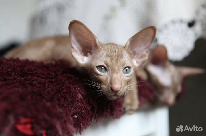 Ориентальные малыши