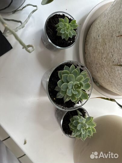 Суккуленты Монантес