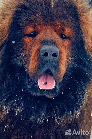 Тибетский мастиф вязка