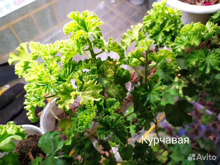 Пеларгония курчавая