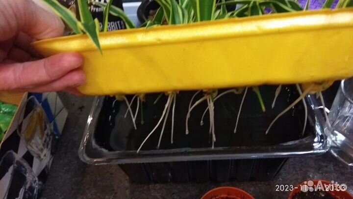 Хлорофитум