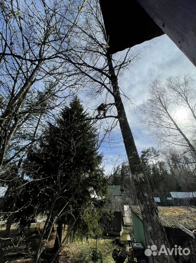 Спил деревьев