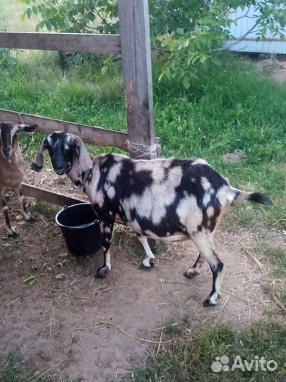 Козы нубийские безрогие
