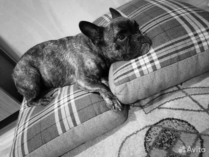 Французский бульдог