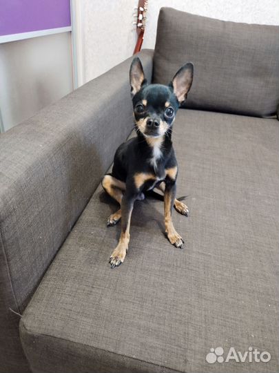 Вязка. Русский Той -терьер