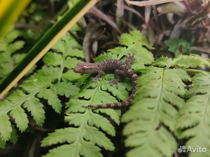 Lepidodactilus lugubris (гекконы - лугубрисы)