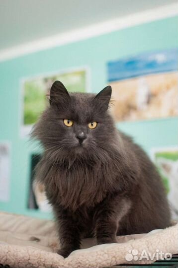 Кот нибелунг из приюта в добрые руки