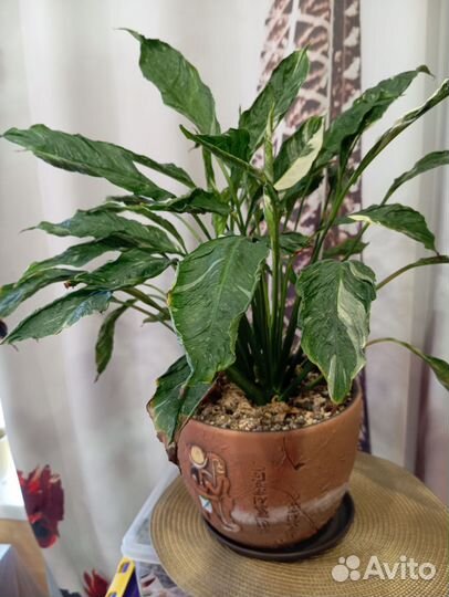 Спатифиллум джемени