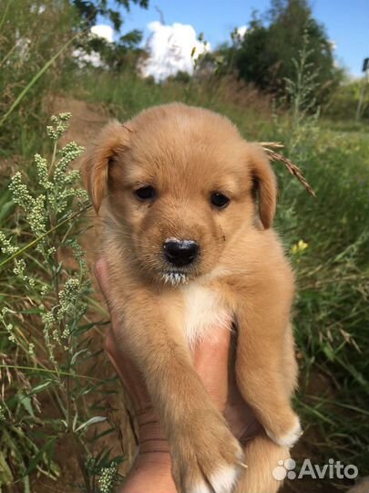 Собаки щенки