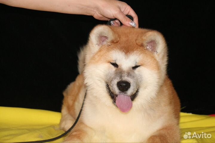 Шикарный мальчик Акиты