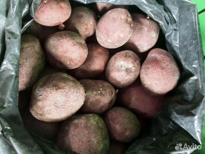 Картофель погребный деревенский