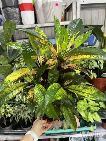 Кротон Мистер(миссис) Айстон