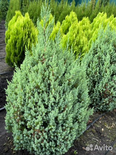 Питомник декларативных культур