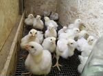 Подрощенные Цыплята бройлеры (Словакия, Испания)