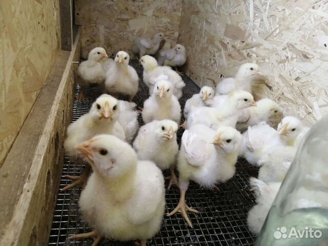 Подрощенные Цыплята бройлеры (Словакия, Испания) объявление продам