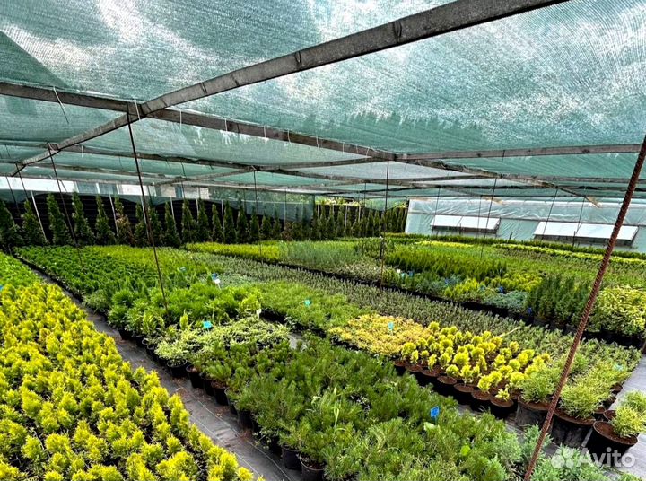 Черенки туи смарагд