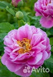 Пион валькирия от милле