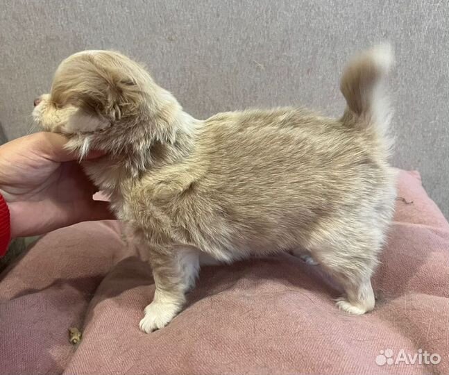 Щенок чихуахуа