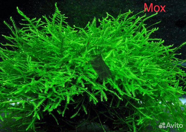 Аквариумные растения