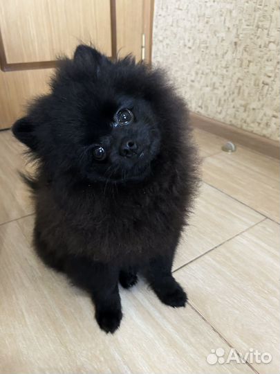 Щенки шпица мишка