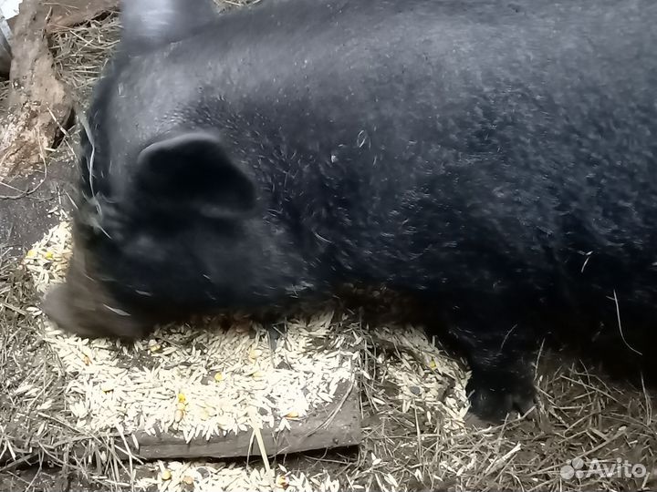 Семья въетнамских свиней