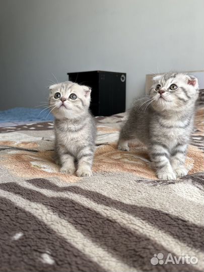 Шотландская вислоухая кошка