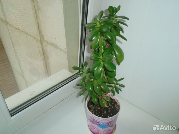 Комнатные растения