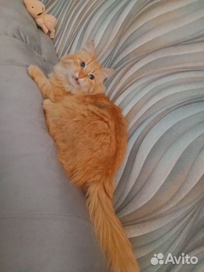 Мейн-кун помесь