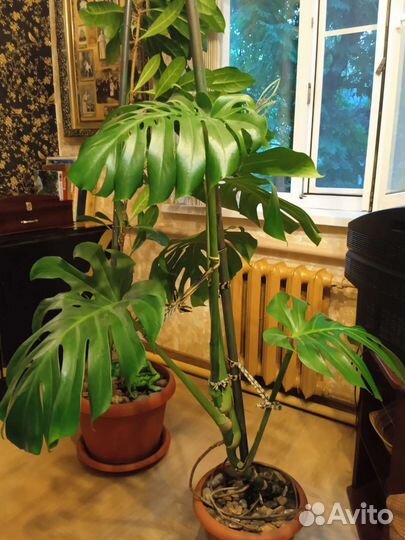 Растентнтн