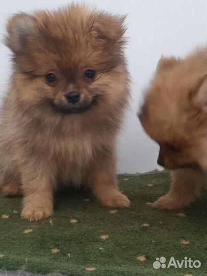 Померанский шпиц мини
