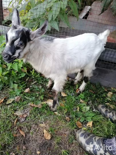 Продаю козлят