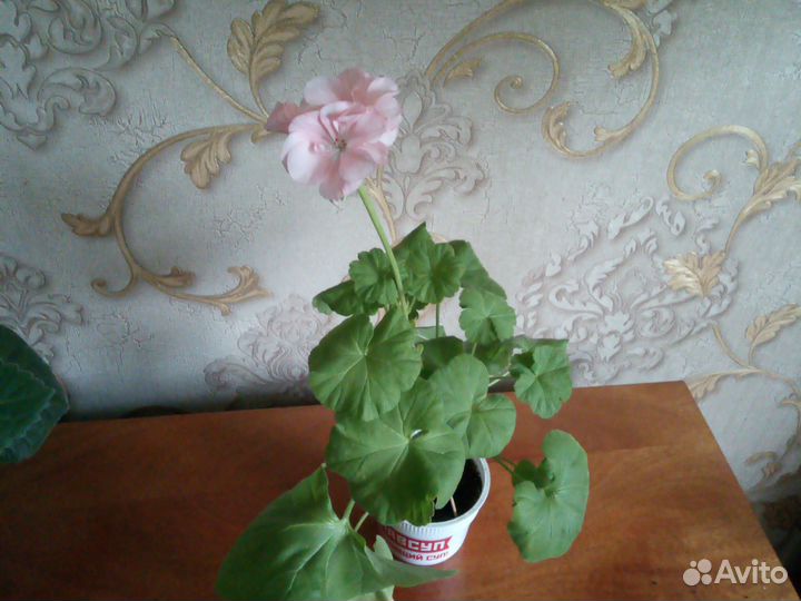 Пеларгония герань