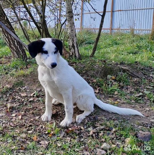 Щенок мальчик Бим в добрые руки