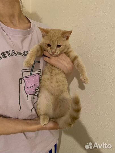 Кошка 4 месяца