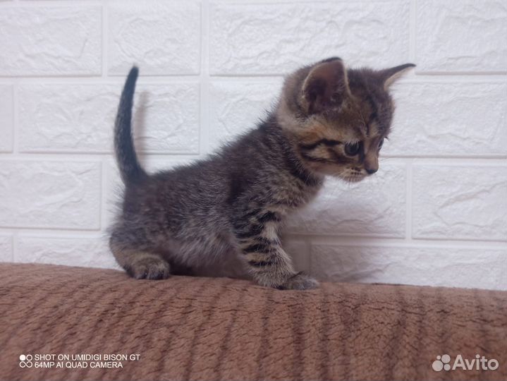 Кошка в дар