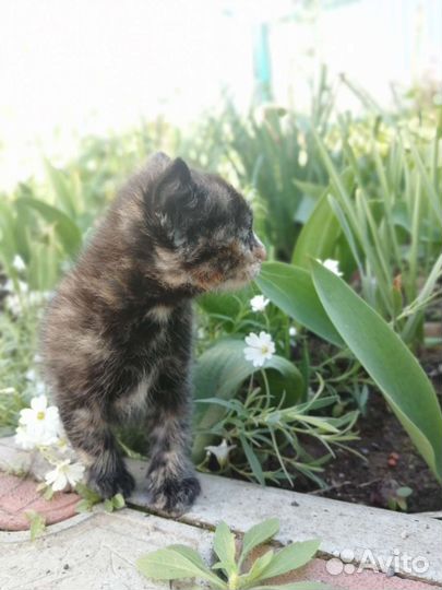 Котята девочки