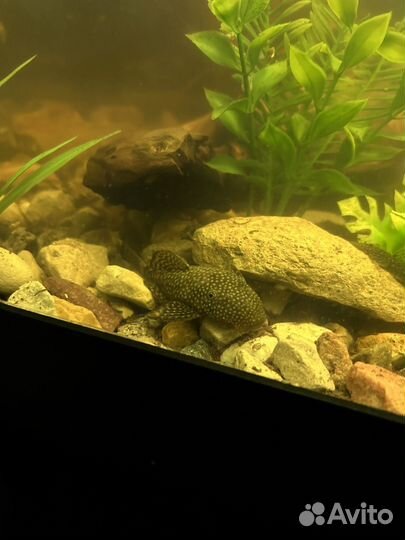 Сомики анциструсы