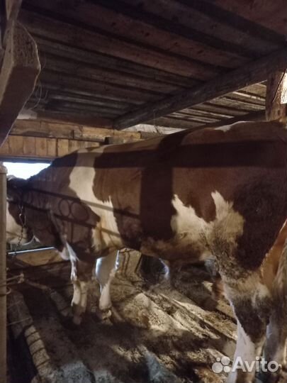 Бык,сементал